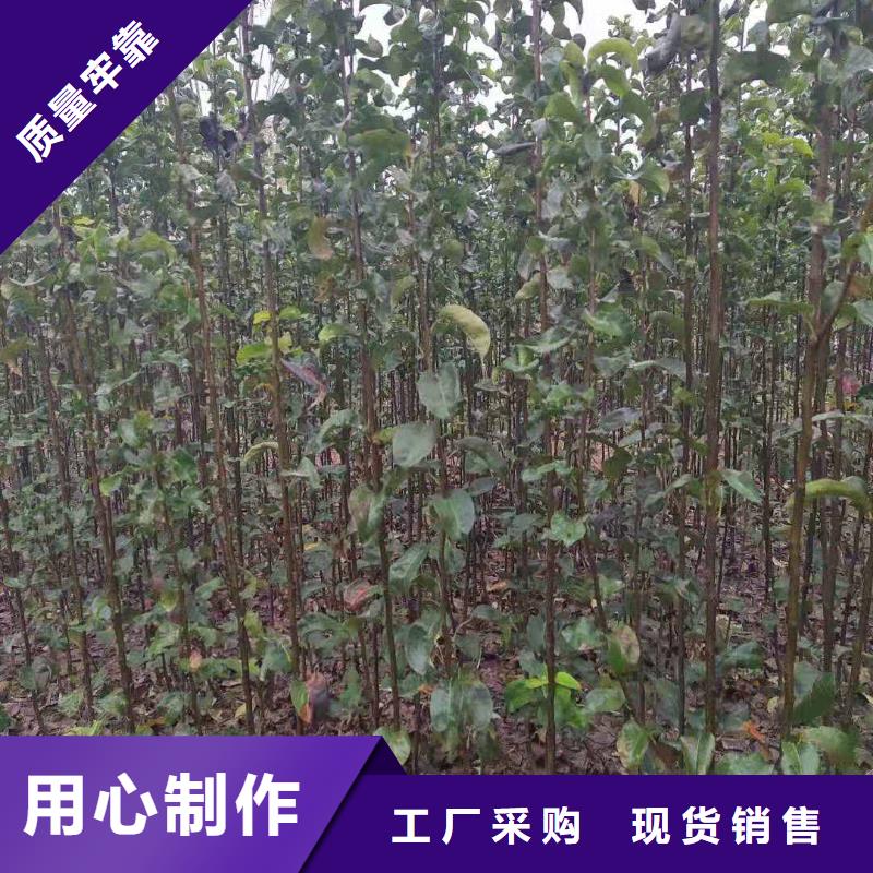 梨-奥红全红梨树苗多种场景适用