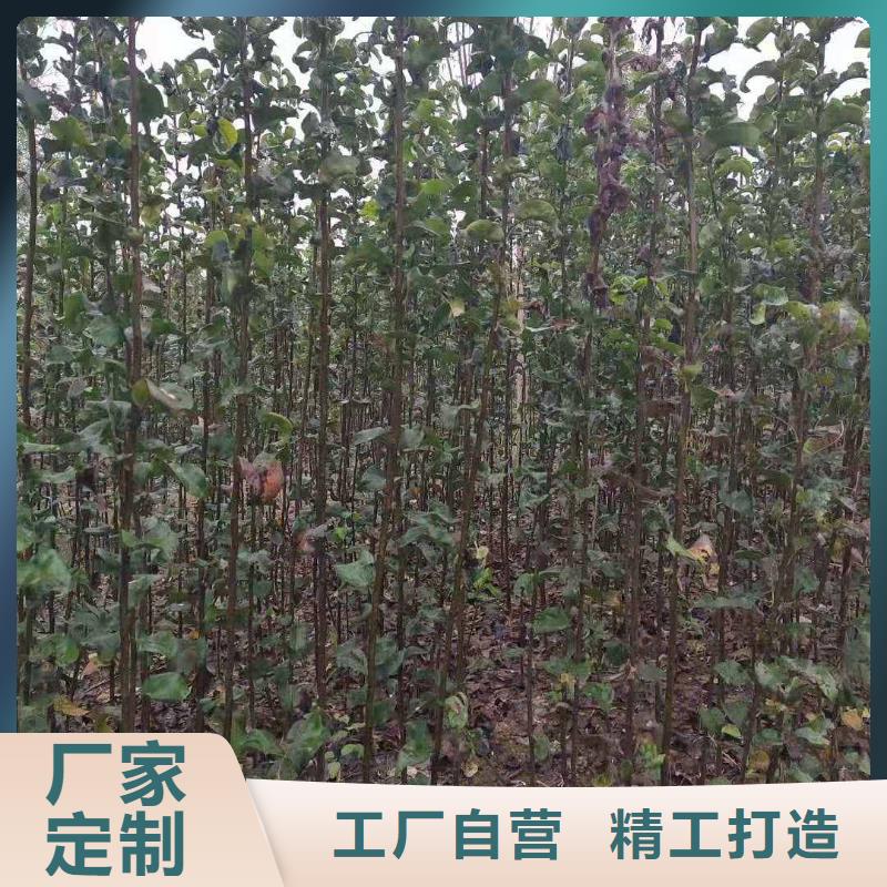 梨-皇冠梨树苗厂家直营