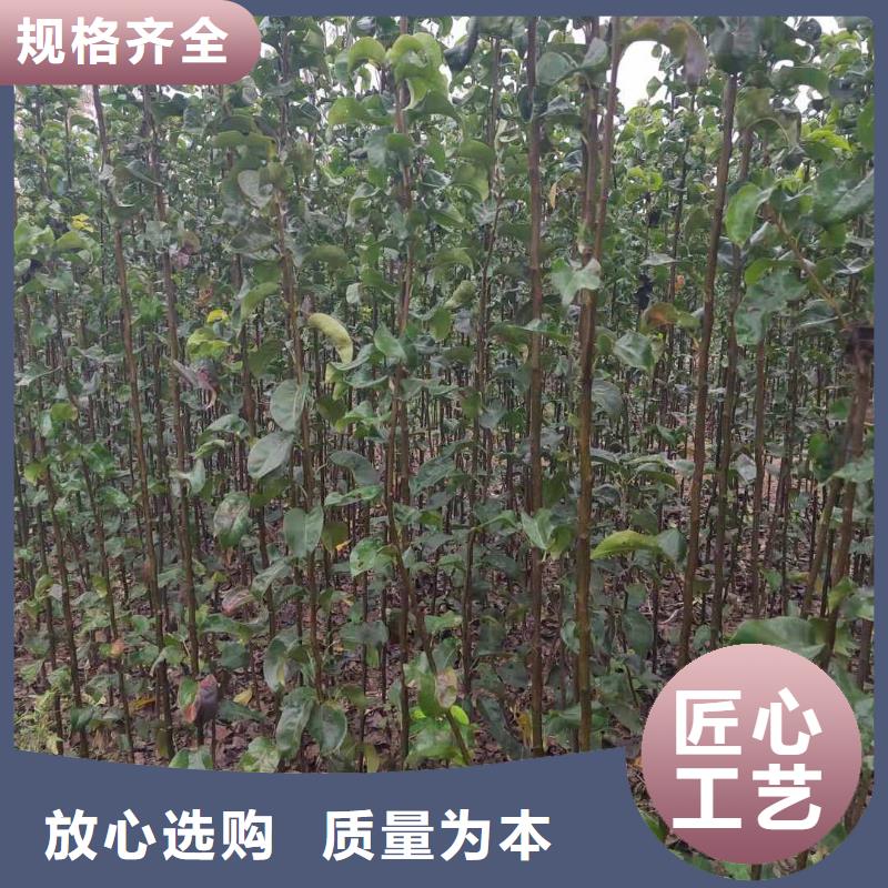 【梨梨树苗基地产地厂家直销】