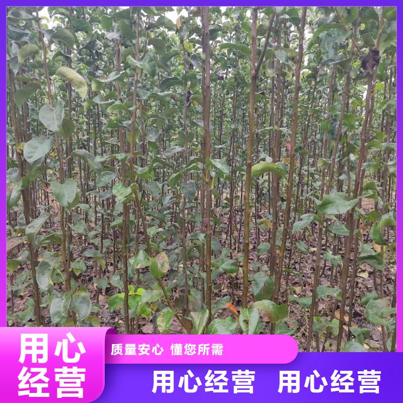 梨_山桃苗支持非标定制