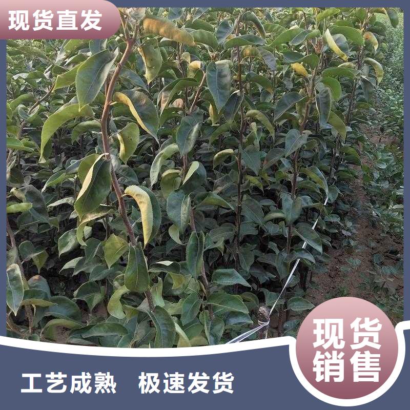 梨_瑞蟠101桃树苗信誉有保证