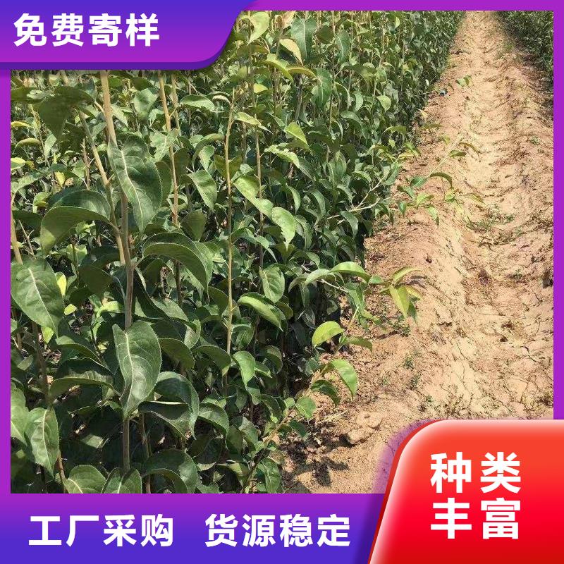 【梨】梨树苗基地同行低价