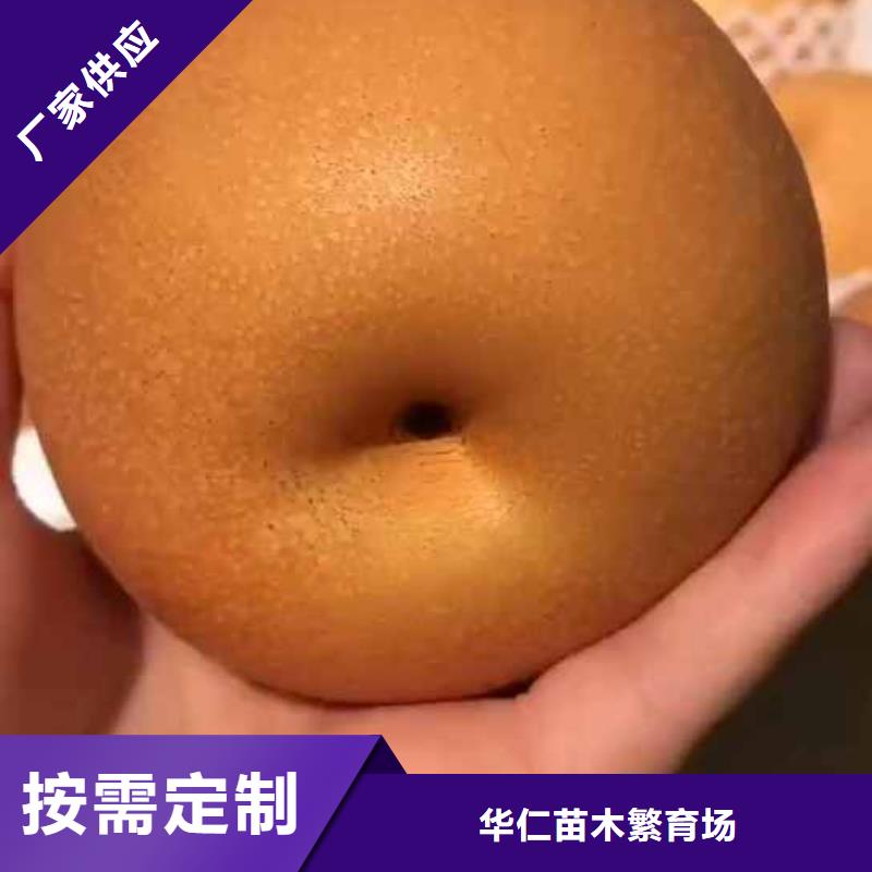 梨,黄冠梨树苗精品优选