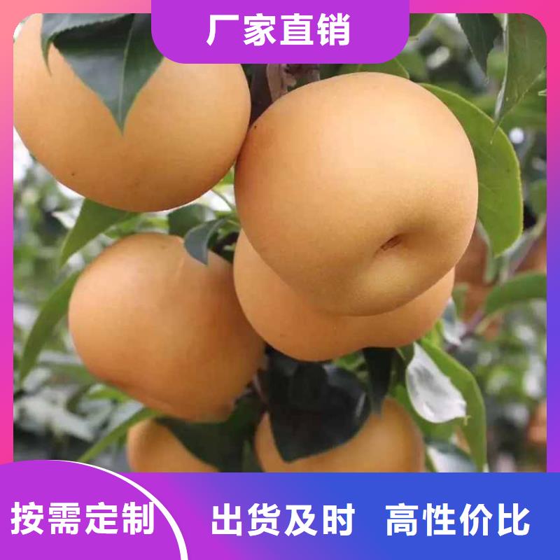 【梨皇冠梨树苗来图加工定制】
