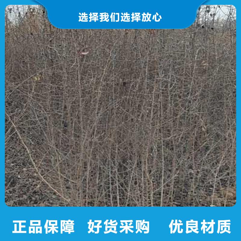 杜梨梨树苗基地专注细节更放心