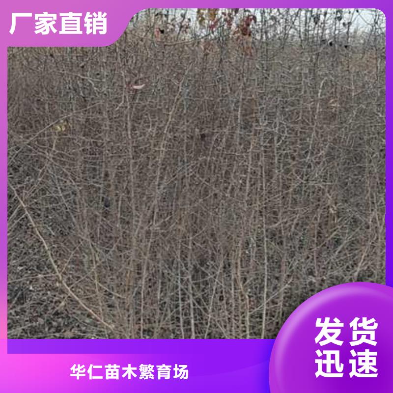 【杜梨】梨树苗基地实地大厂