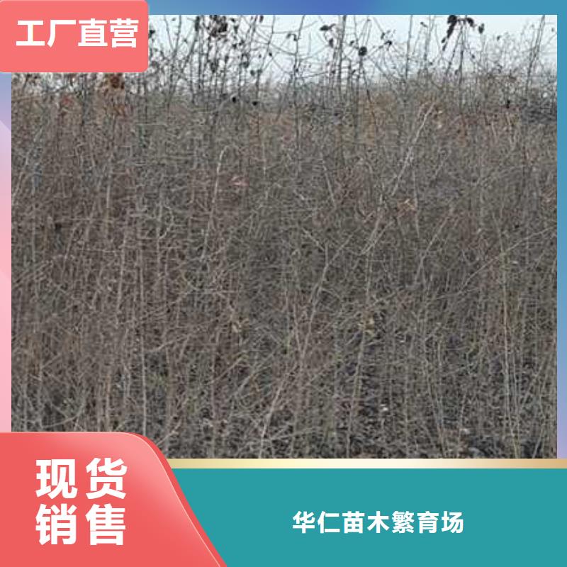 杜梨山桃苗厂家现货批发