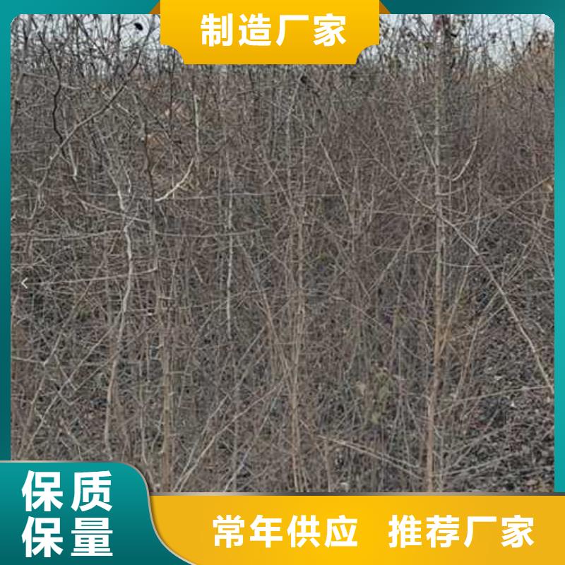 杜梨,梨树苗基地当日价格