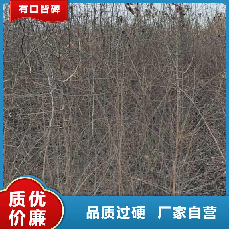 【杜梨】梨树苗基地实地大厂