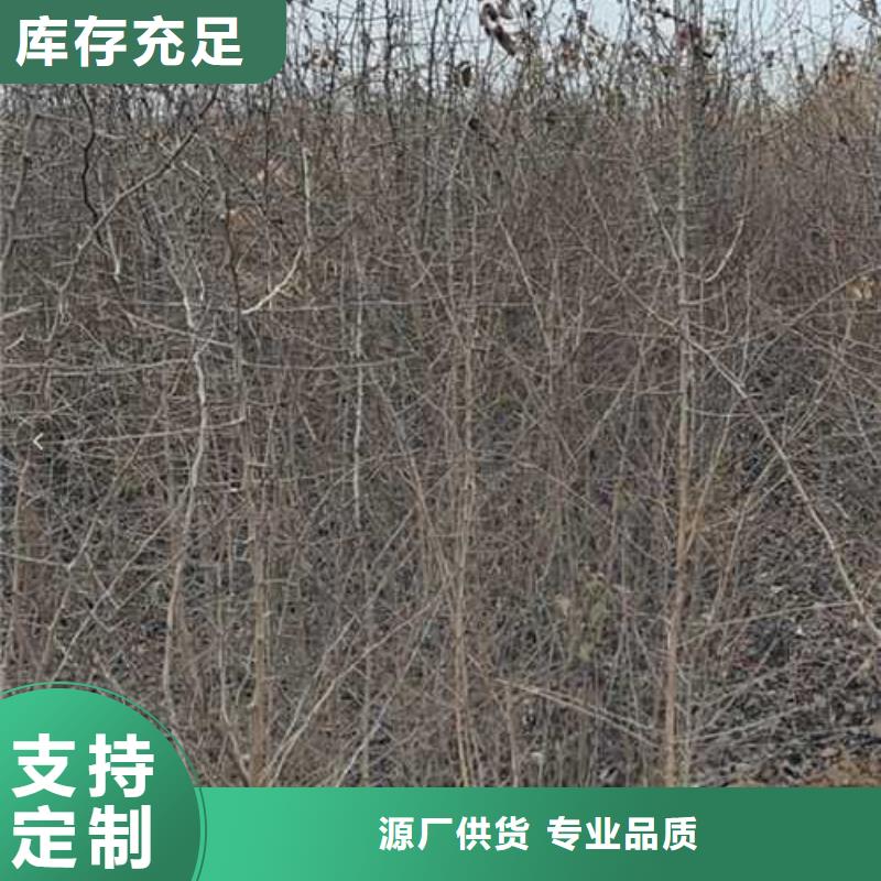 杜梨梨树苗基地实力商家推荐