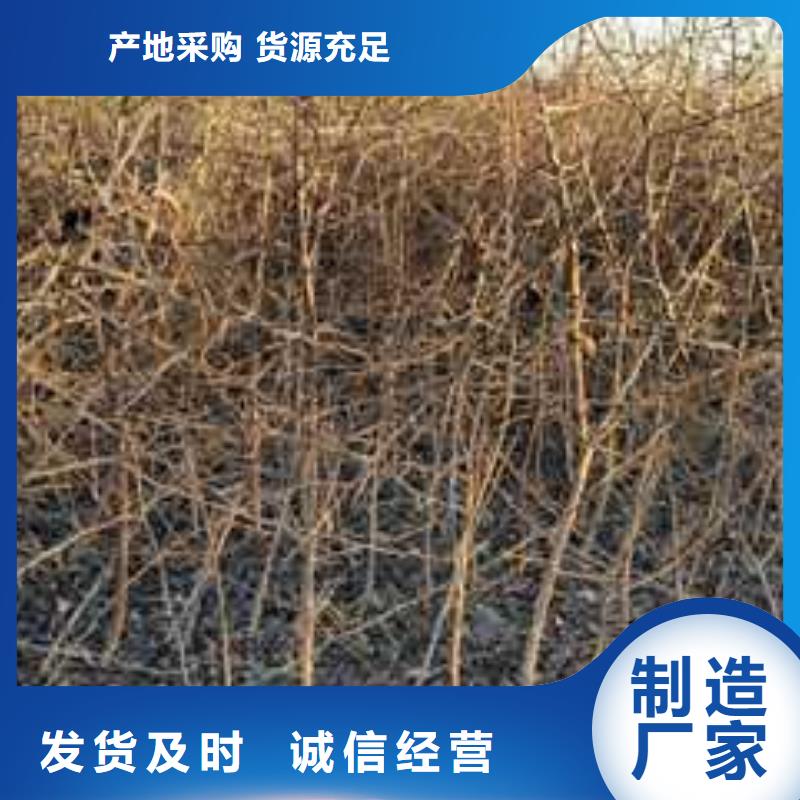 杜梨梨树苗基地畅销当地