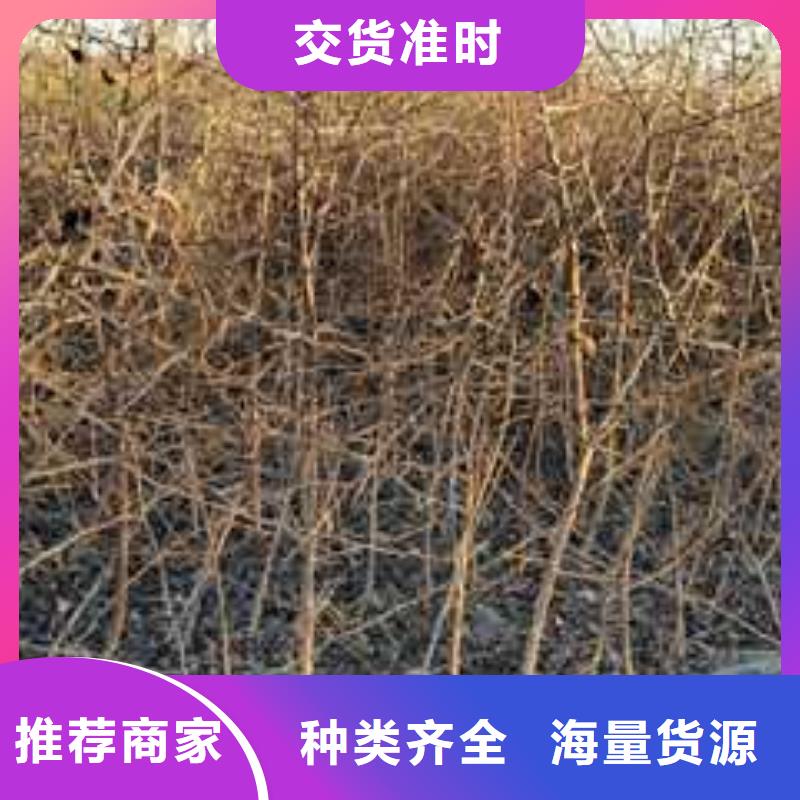 杜梨梨树苗基地加工定制