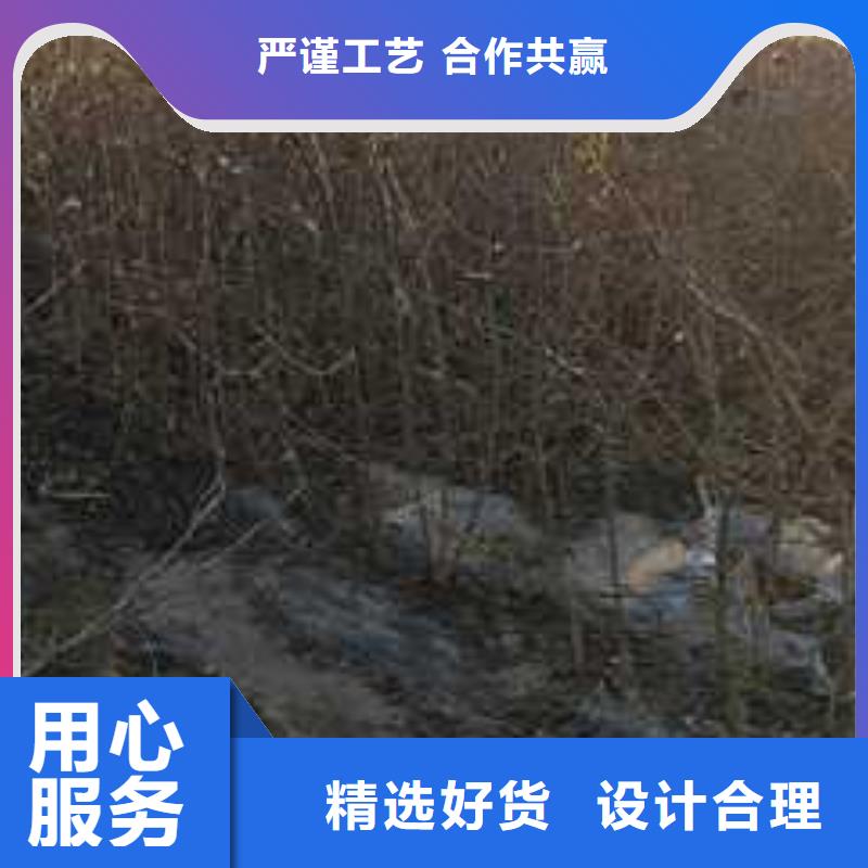 杜梨梨树苗基地实力商家推荐