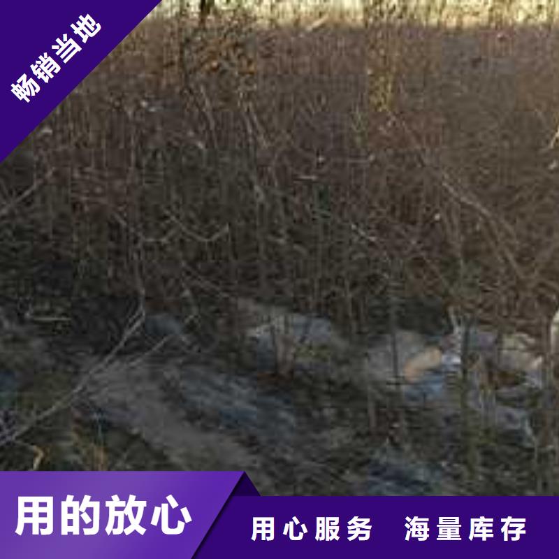 杜梨北京十四号桃树苗本地配送