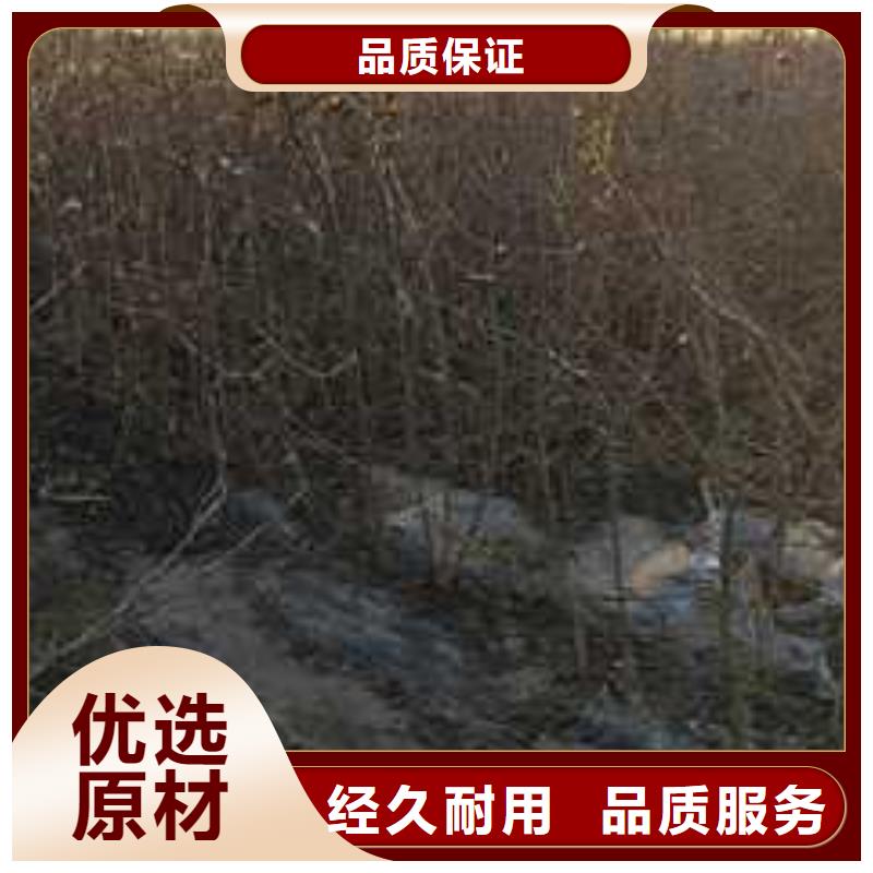 杜梨梨树苗基地实体诚信经营