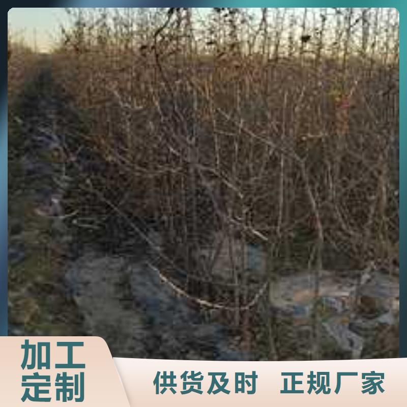 【杜梨海棠苗品质无所畏惧】