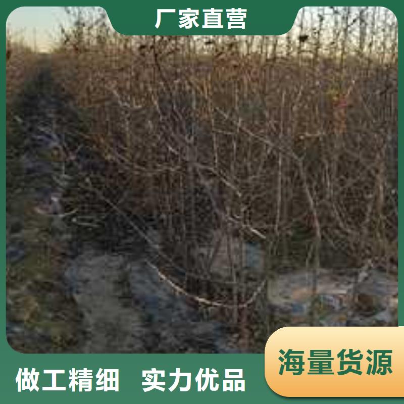 杜梨,梨树苗基地当日价格