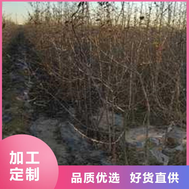 杜梨梨树苗基地实力商家推荐