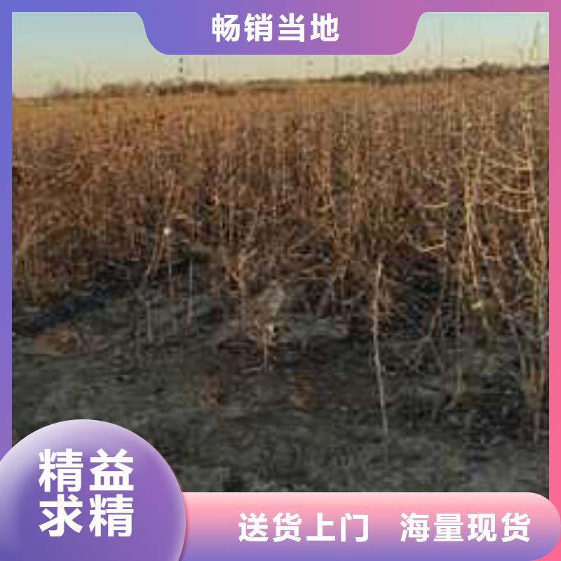 【杜梨】梨树苗基地厂家直销值得选择