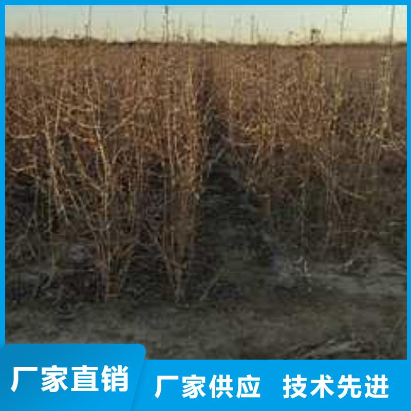 【杜梨】梨树苗基地厂家直销值得选择