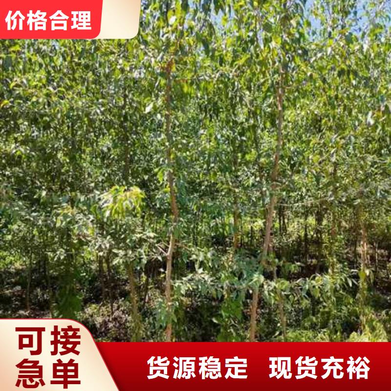 杜梨山桃苗严格把控质量