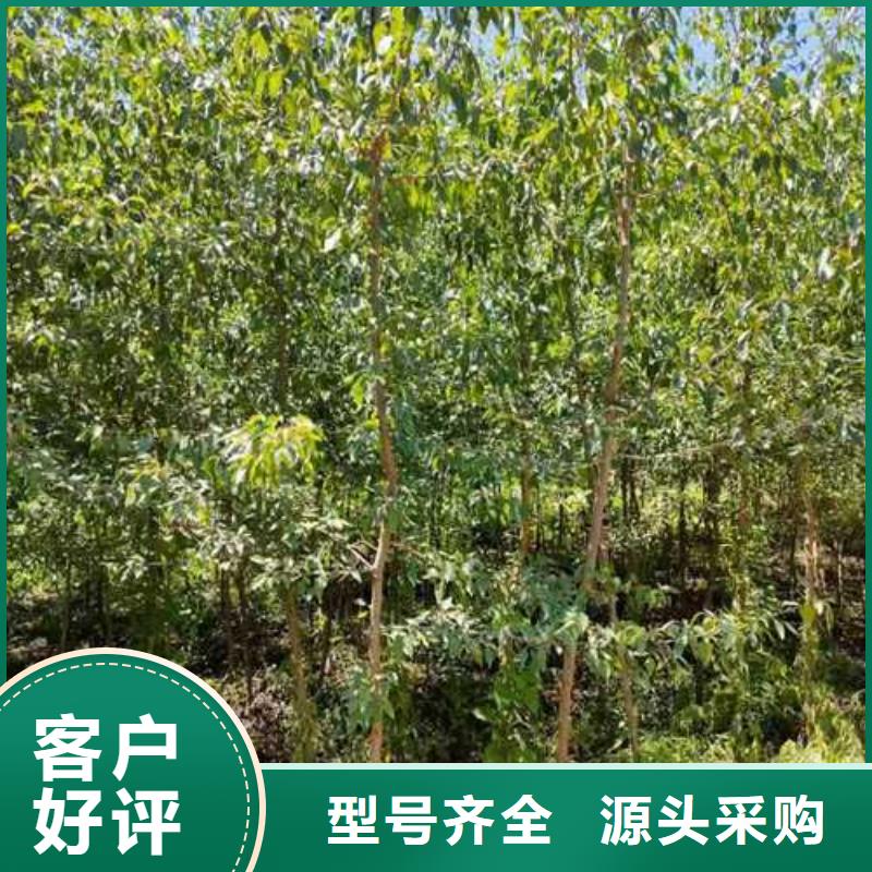 【杜梨】-梨树苗基地品质可靠