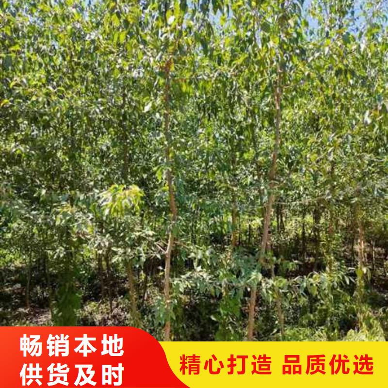 杜梨【杜梨苗】实体厂家大量现货