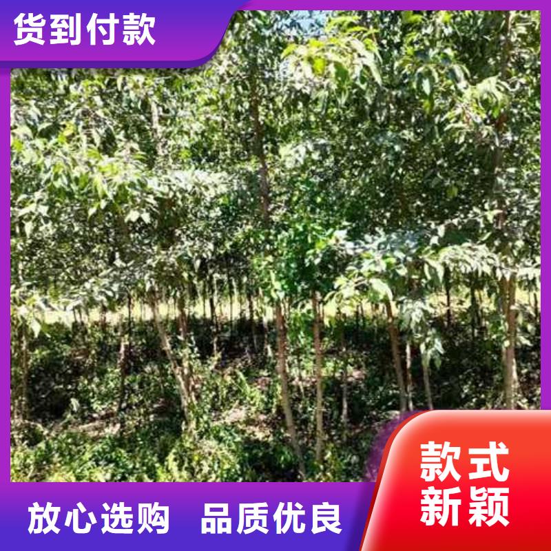 【杜梨】瑞蟠101桃树苗根据要求定制