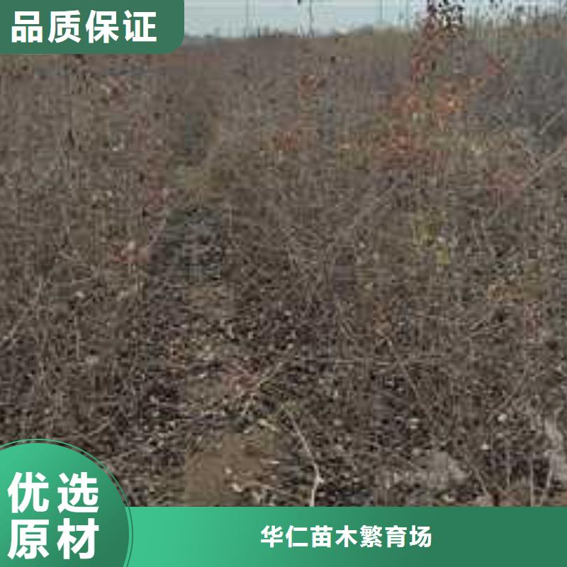 杜梨梨树苗基地应用广泛