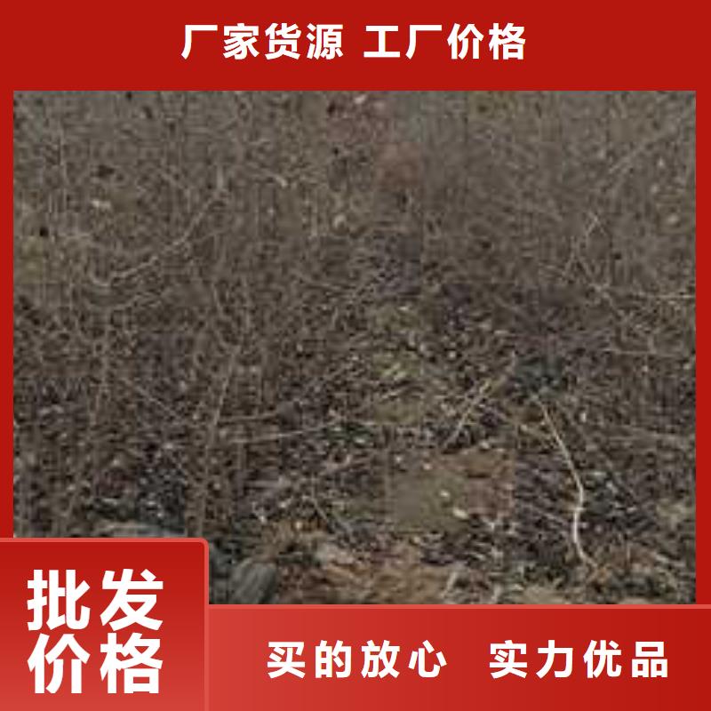 【杜梨】-梨树苗基地品质可靠