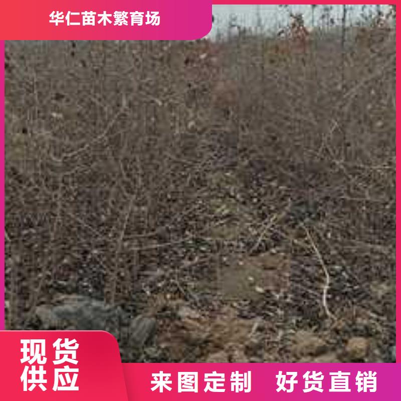 杜梨-梨树苗基地售后无忧