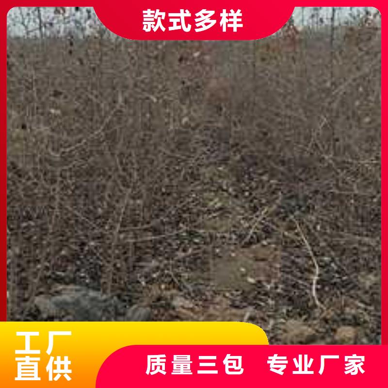 【杜梨】-梨树苗基地信誉至上