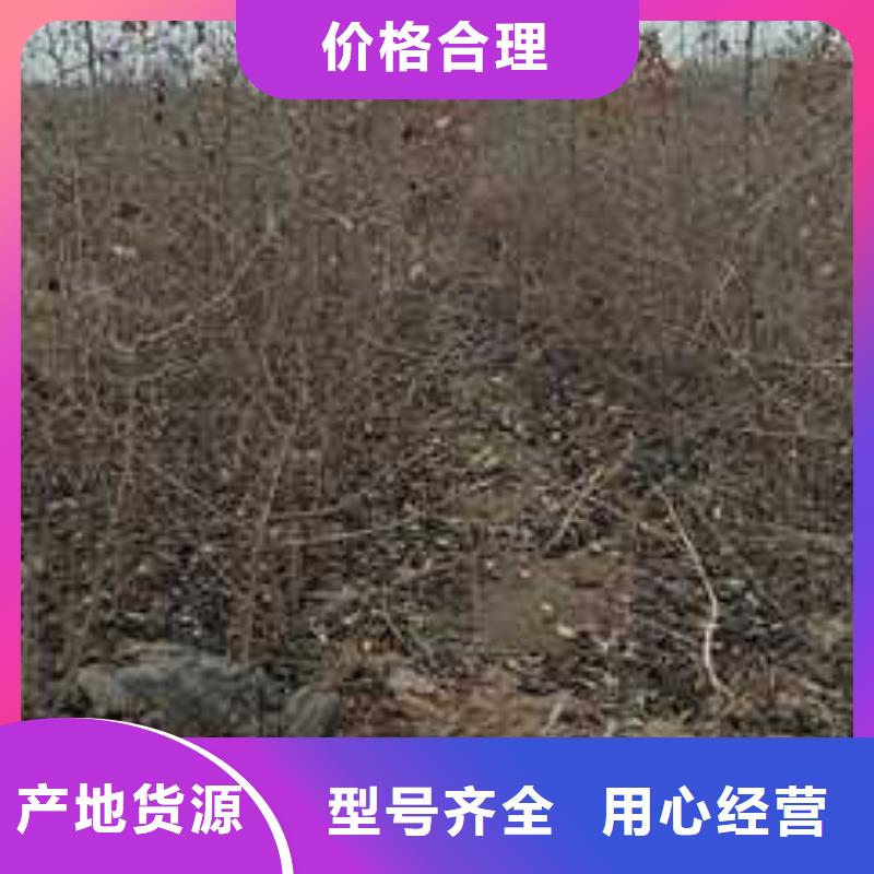 杜梨梨树苗基地厂家十分靠谱