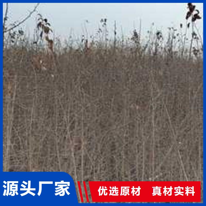 杜梨_毛桃苗品质保障售后无忧