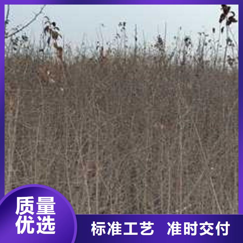 杜梨梨树苗基地应用广泛