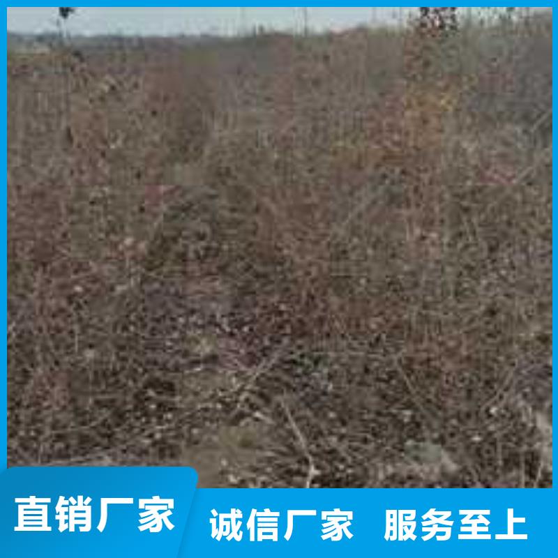 杜梨_梨树苗基地精品优选