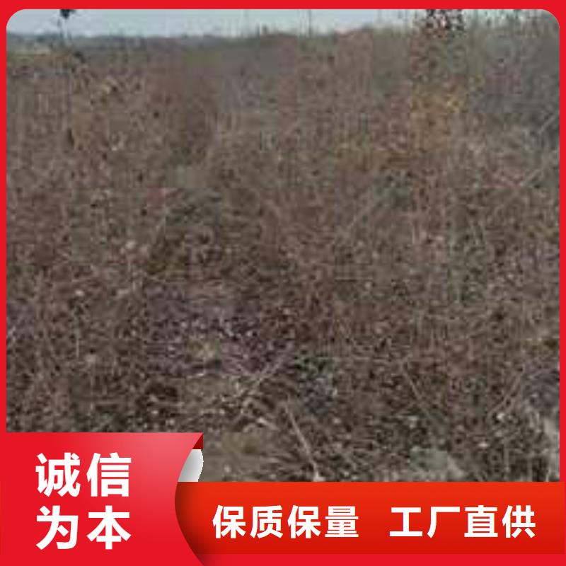 【杜梨】梨树苗基地厂家直销值得选择