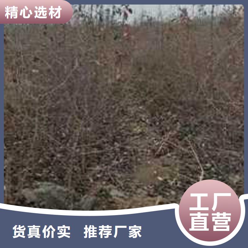 杜梨梨树苗基地用心服务