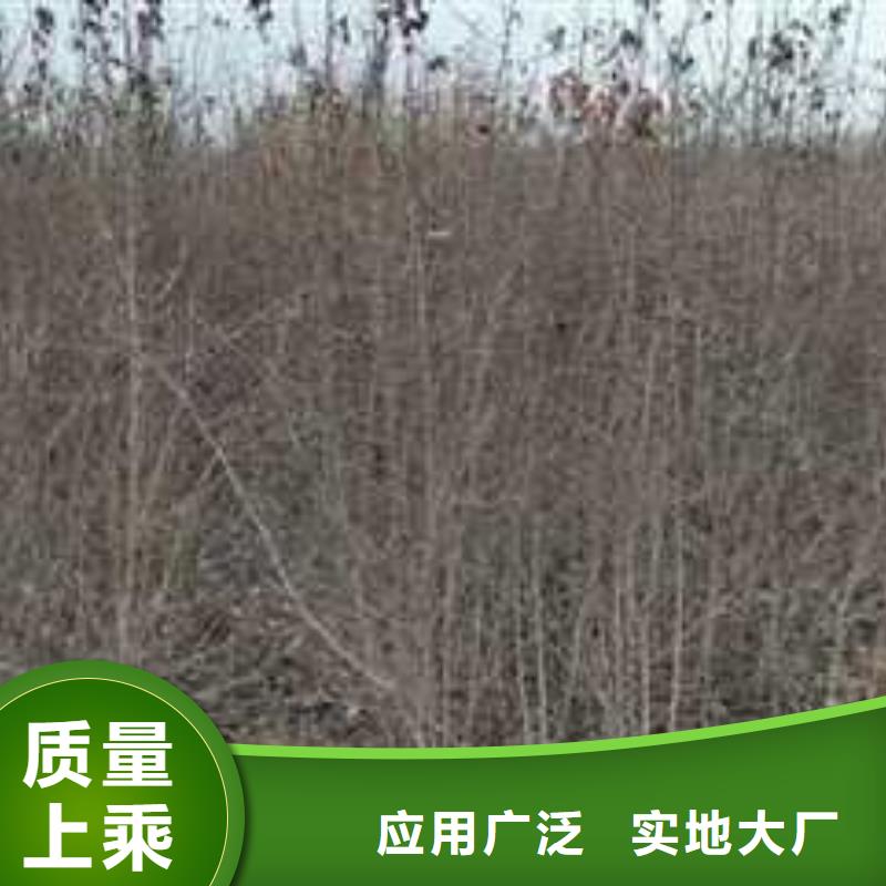 杜梨梨树苗基地经验丰富质量放心