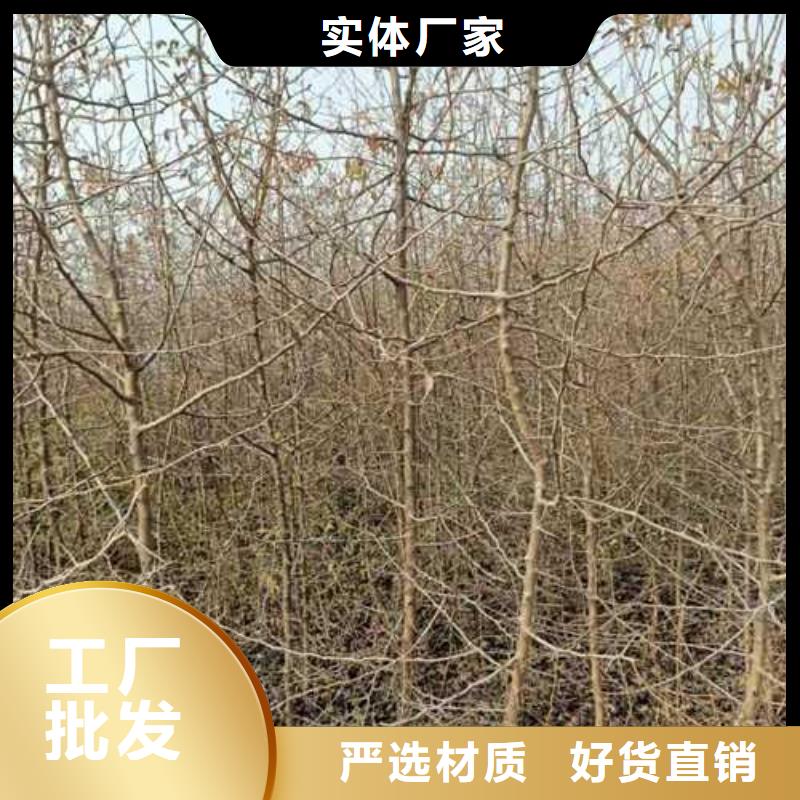 杜梨_毛桃苗优势