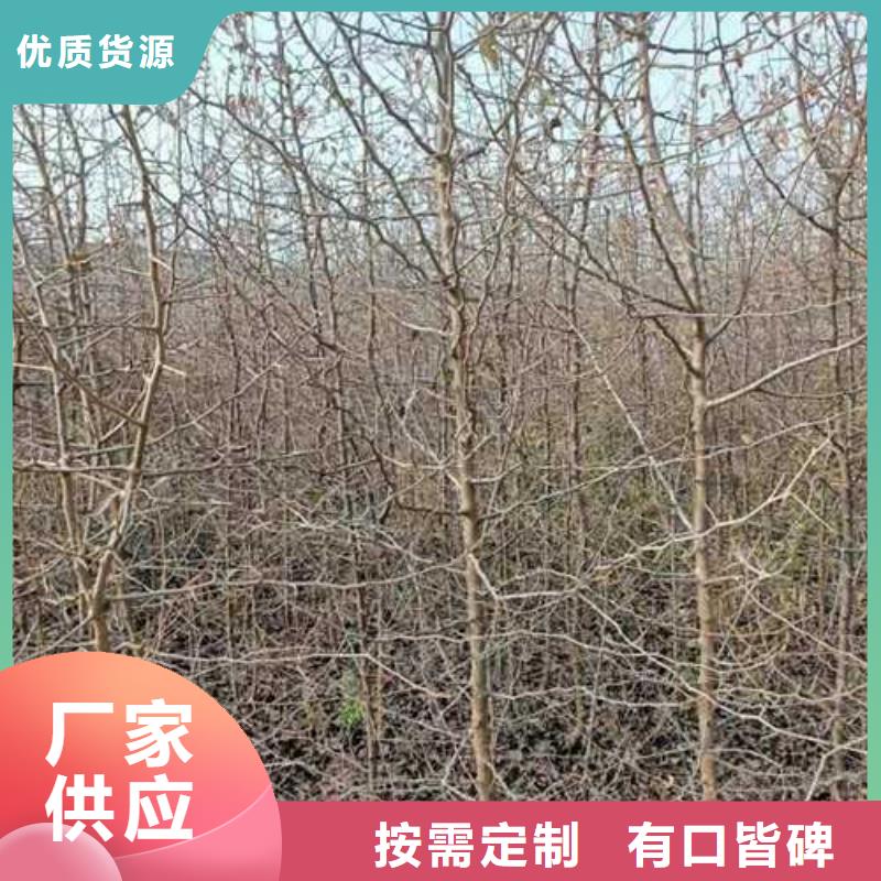 【杜梨】梨树苗基地实地大厂