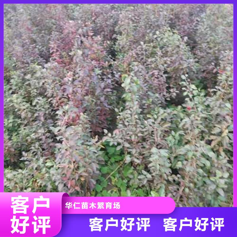 杜梨-梨树苗基地让利客户