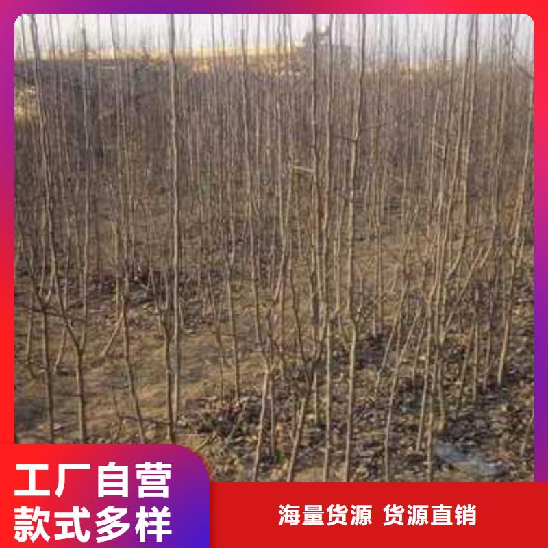 杜梨梨树苗基地源头厂家来图定制