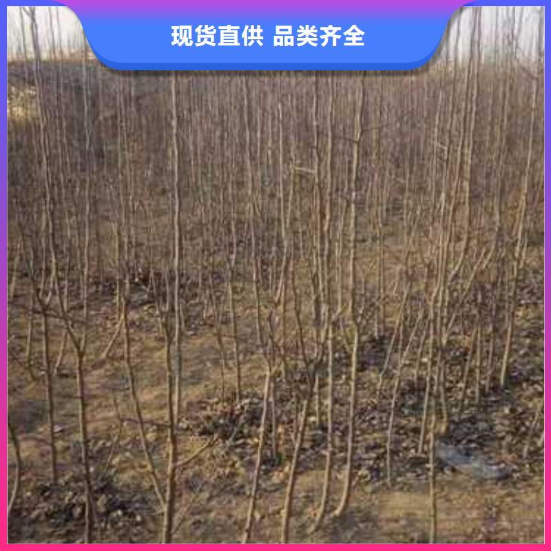 杜梨,梨树苗基地打造行业品质