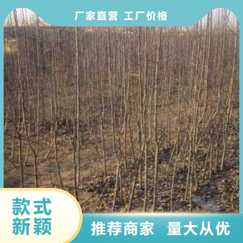 杜梨,梨树苗基地打造行业品质