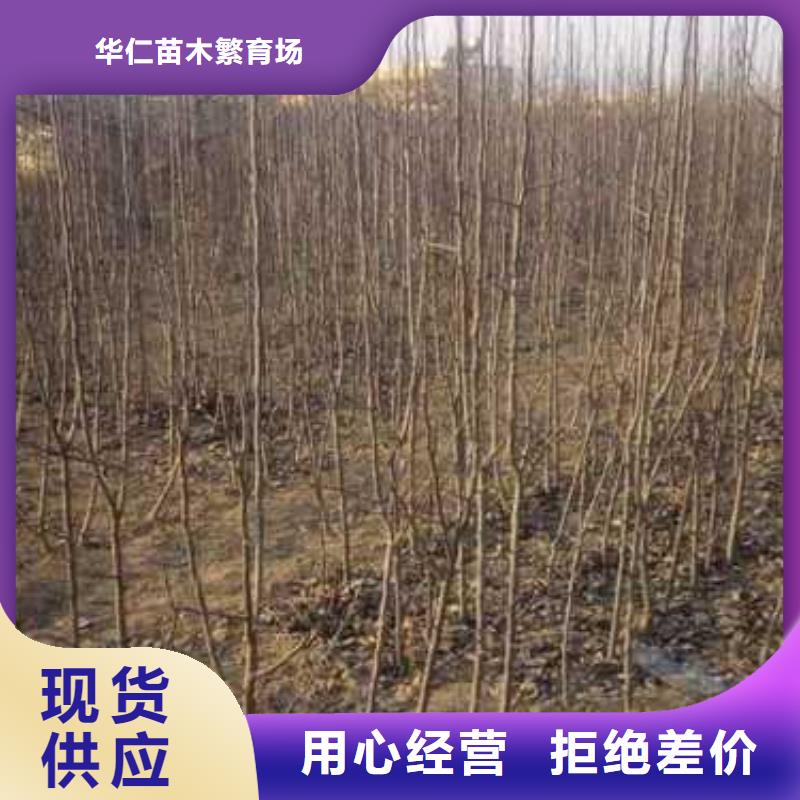 杜梨梨树苗基地严选好货