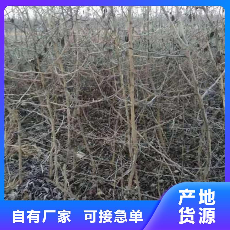 杜梨杜梨苗闪电发货