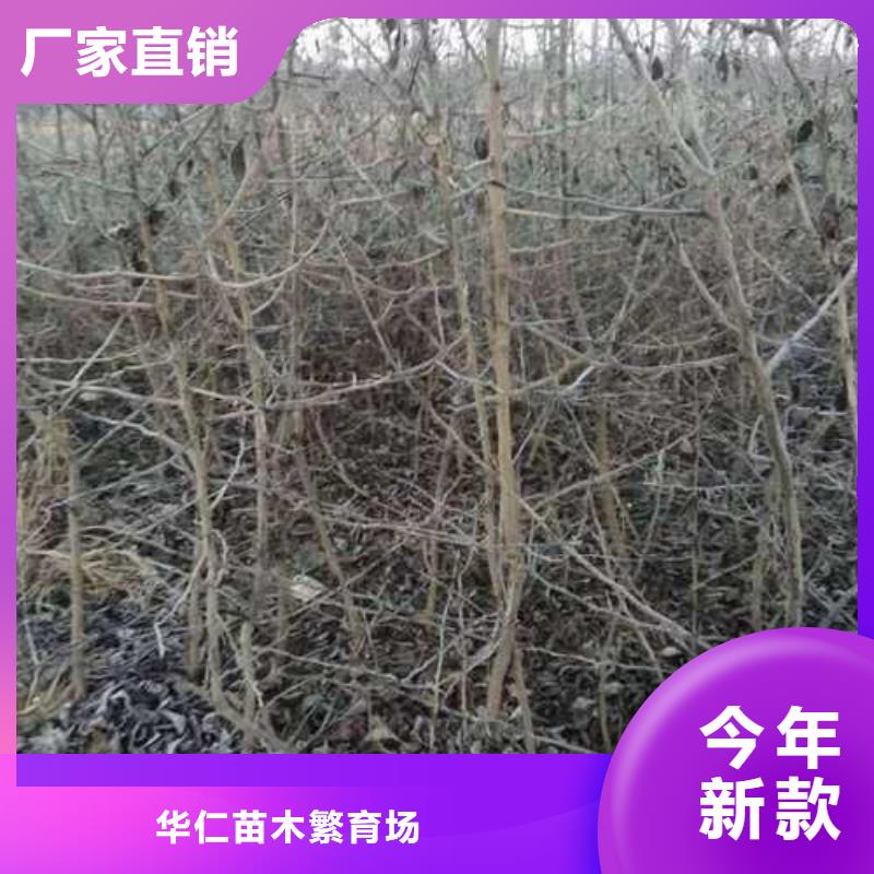 杜梨,梨树苗基地精品选购