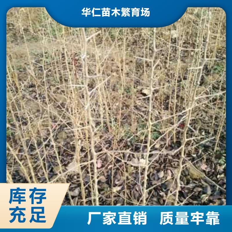 【杜梨】梨树苗基地厂家直销值得选择