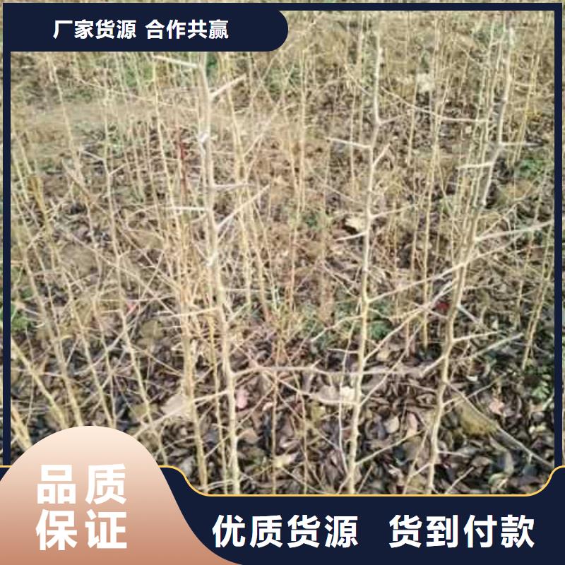 杜梨奥红全红梨树苗定制不额外收费